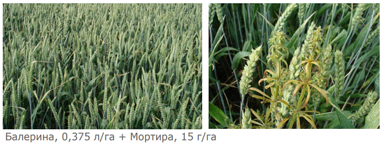 Результаты применения Балерина + Мортира