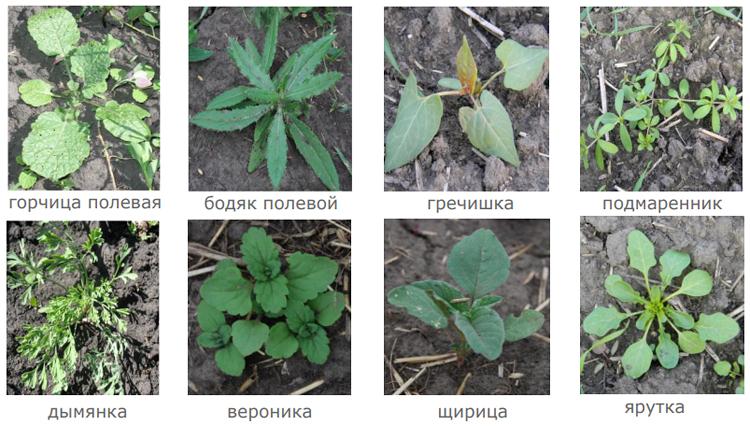 Сорняки перед обработкой