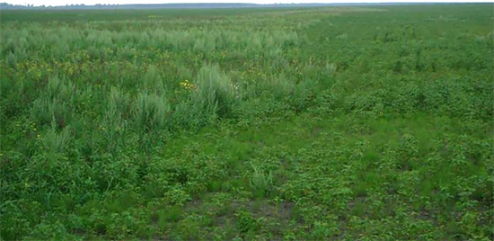 КФХ Ниса, Амурская область