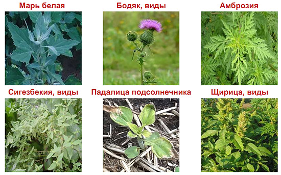 Спектр основных контролируемых сорняков