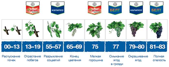 Против гроздевой листовертки