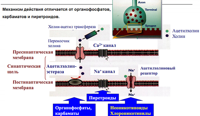 Механизм действия
