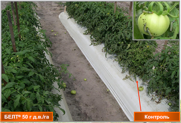 Контроль на томате южной совки Spodoptera eridania
