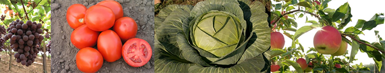 Культуры
