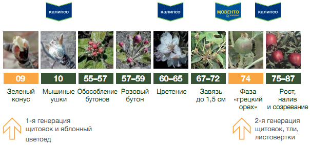 На плодовых против щитовок, листоверток, тлей