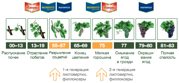 Против гроздевой листовертки и филлоксеры