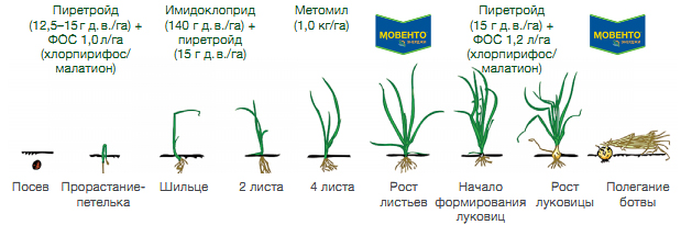 В борьбе с трипсом