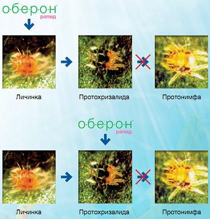 Личинки и неподвижные фазы