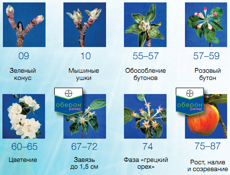 Плодовые культуры