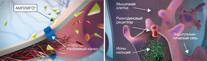 Механизмы действия