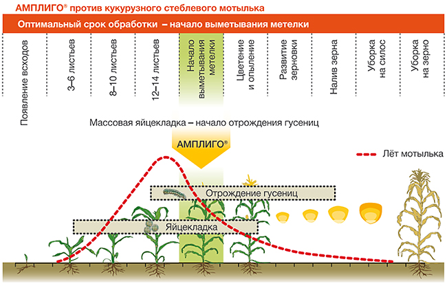 АМПЛИГО против кукурузного стеблевого мотылька