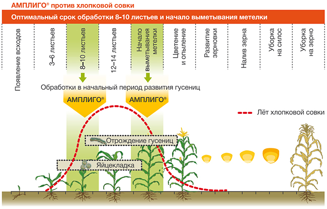 АМПЛИГО против хлопковой совки