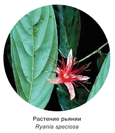 Растение рьянии