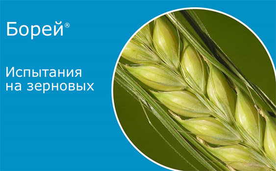 Борей