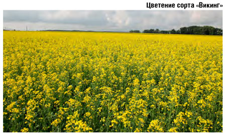 Цветение рапса сорта Викинг