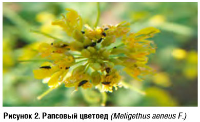 Рапсовый цветоед