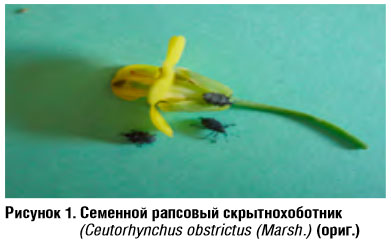 Рапсовый семенной скрытнохоботник