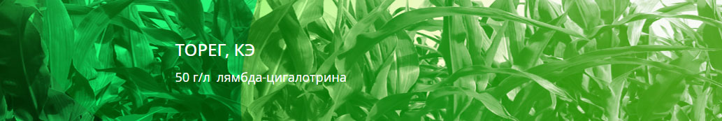 Торег