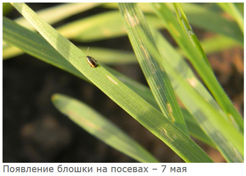 Появление блошки на посевах