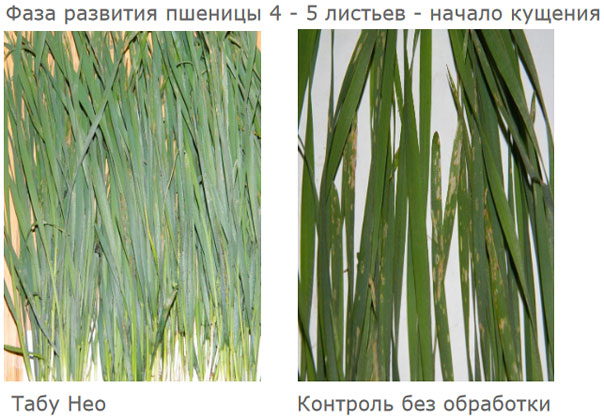 Пшеница