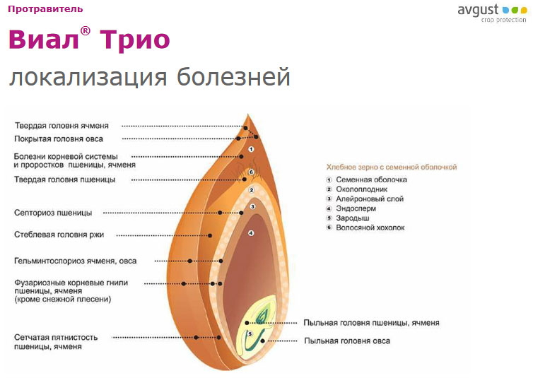 Локализация болезней
