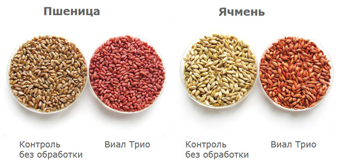 Пшеница и ячмень