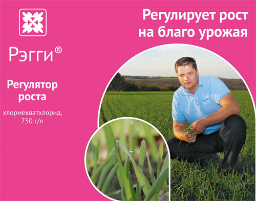 регулятора роста Рэгги