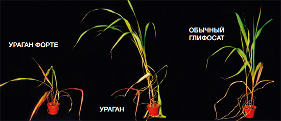Скорость действия на Sorghum halepense