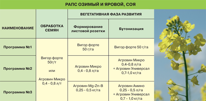 Рапс