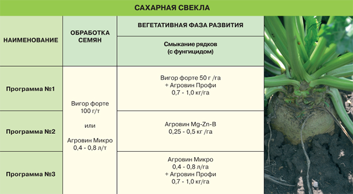 Сахарная свекла