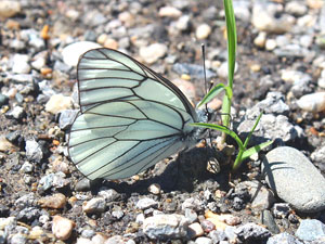 Aporia crataegi