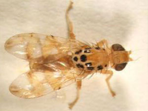 Myiopardalis pardalina