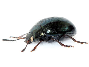 Phaedon cochleariae