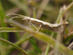 Plutella xylostella