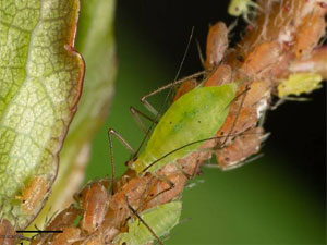 Macrosiphum euphorbiae