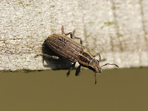Sitona lineatus