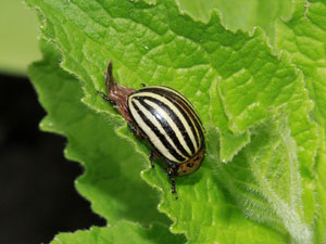 Leptinotarsa decemlineata