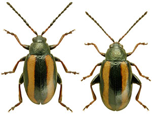 Phyllotreta Nemorum