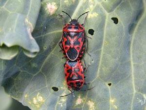Eurydema ventralis