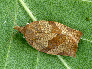 Pandemis heparana