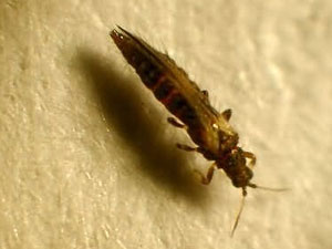 Thrips linarius