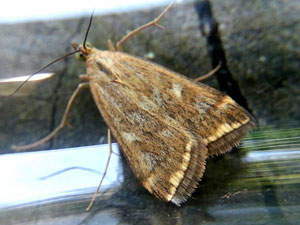 Pyrausta (Loxostege) sticticalis