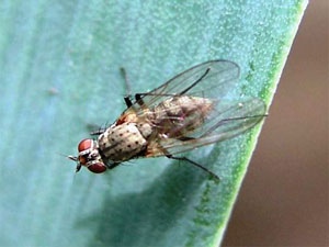 Delia antiqua