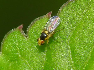 Liriomyza bryoniae