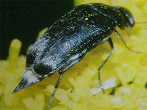 Mordellistena parvula