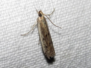 Homoeosoma nebulella