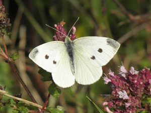Pieris rapae