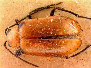 Luperodes menetriesi