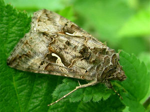 Autographa gamma