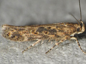 Gnorimoschema ocellatella